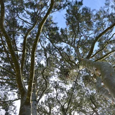Pinus bungeana