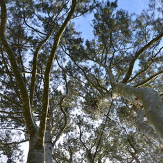 Pinus bungeana