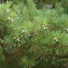 Pinus densiflora Umbraculifera