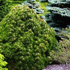 Pinus heldreichii ‘Schmidtii‘