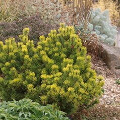 Pinus mugo ‘Ophir‘