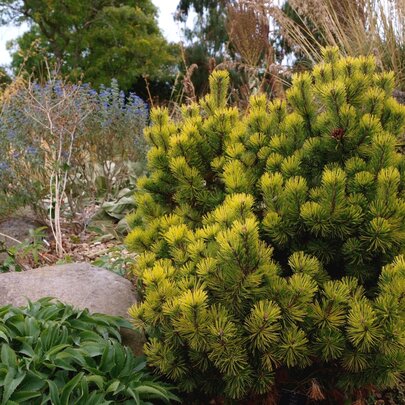 Pinus mugo ‘Ophir‘