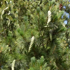 Pinus peuce