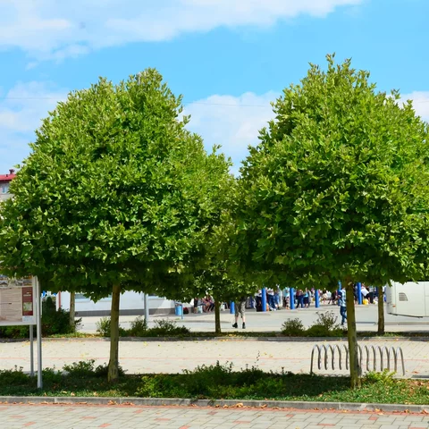 Platanus ‘Alphens Globe‘