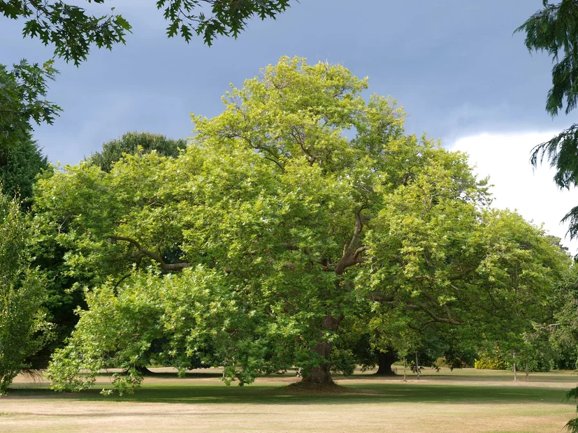 Platanus orientalis Platanus orientalis