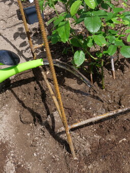 poliatie ruží pri výsadbe