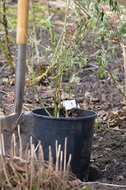 pre pestovanie ruží je ideálna hlboká, živná pôda