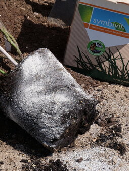 pridanie mykorízneho prípravku na obalenie zvlhčeného koreňového obalu pri výsadbe ruží