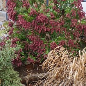 prieris s charakterystickými zvončekovitými kvetmi prieris s charakterystickými zvončekovitými kvetmi