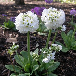 Primula denticulata