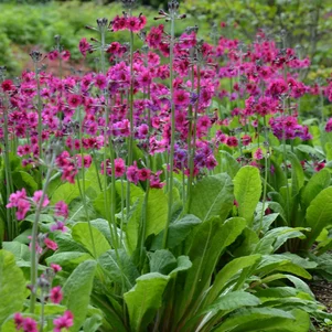 Primula pulverulenta