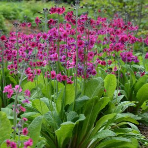 Primula pulverulenta