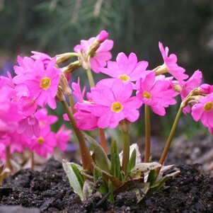 Primula rosea