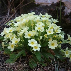 Primula vulgaris