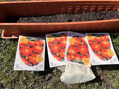 príprava hľúz - sadenie georgín