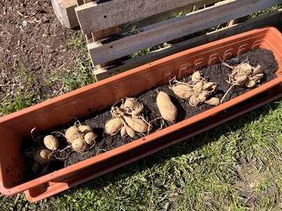 príprava hľúz - sadenie georgín