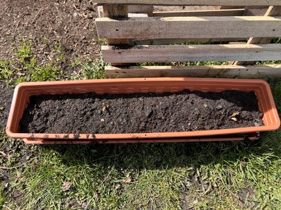 príprava hľúz - sadenie georgín