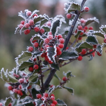 Príprava rastlín na zimu
