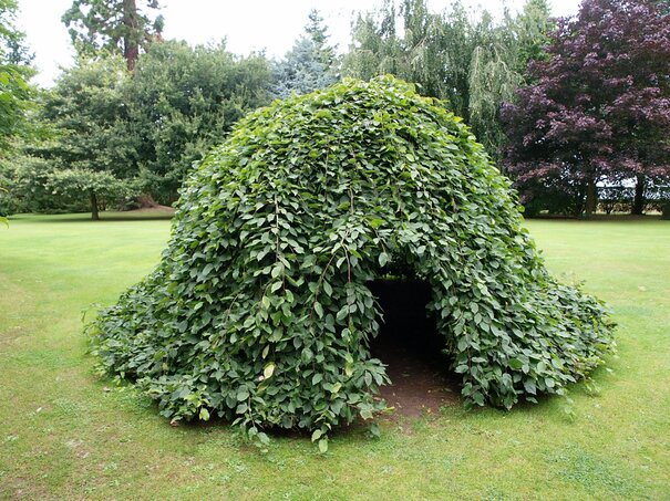 príridný kríkový bunker