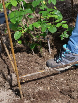 pritlačenie pôdy nohou pri ich výsadbe