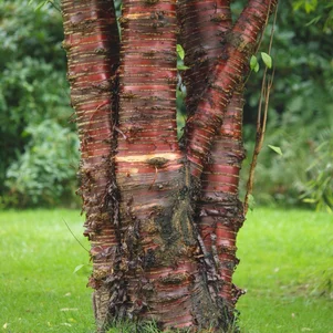 Prunus Serrula Prunus Serrula