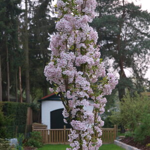 Prunus serrulata Amanogawa