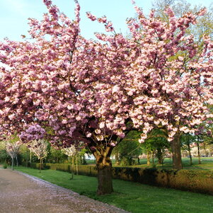 Prunus serrulata ‘Kanzan‘