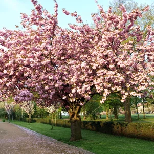 Prunus serrulata ‘Kanzan‘ Prunus serrulata ‘Kanzan‘