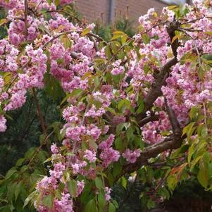 Prunus serrulata ‘Kiku-Shidare-Zakura‘ Prunus serrulata ‘Kiku-Shidare-Zakura‘
