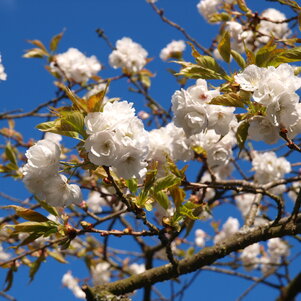 Prunus Shirotae