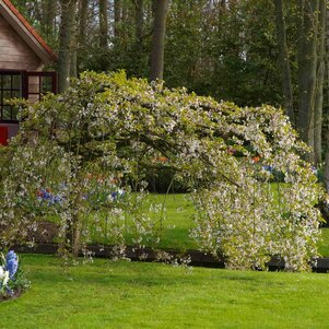 Prunus Snow Fountain