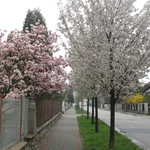 Prunus Sunset Boulevard Prunus Sunset Boulevard