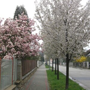 Prunus Sunset Boulevard