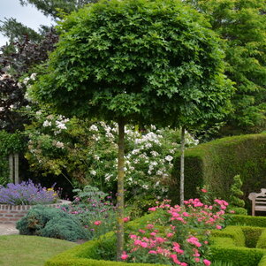 Quercus palustris Green Dwarf