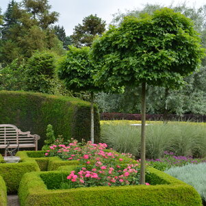 Quercus palustris ‘Green Dwarf‘