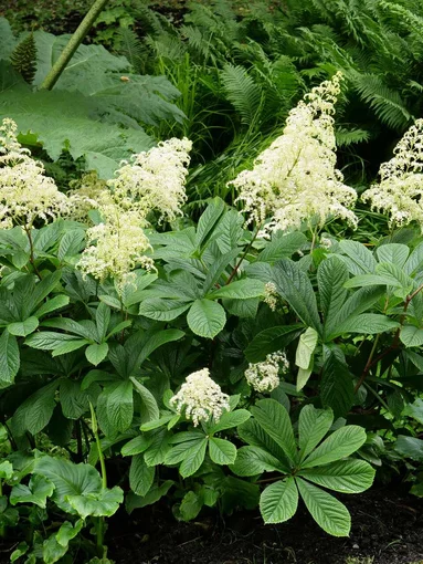 rodgerzia - Rodgersia rodgerzia - Rodgersia