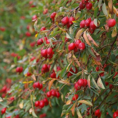 Rosa canina