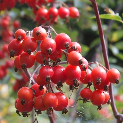 Rosa glauca