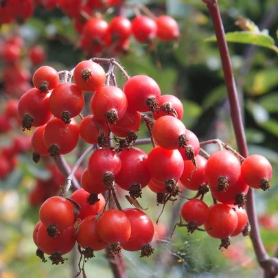 Rosa glauca