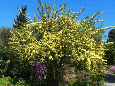 Rosa hugonis – ruža Hugova Rosa hugonis – ruža Hugova