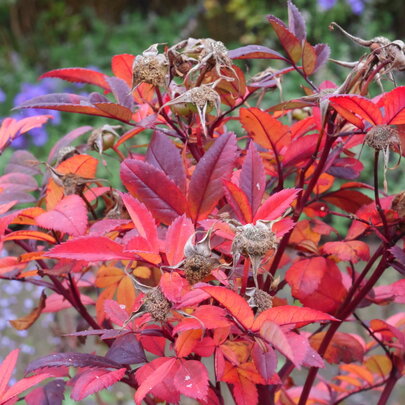 Rosa ‘Jam-A-Licious‘