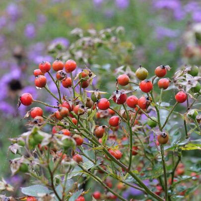 Rosa ‘Lupo‘