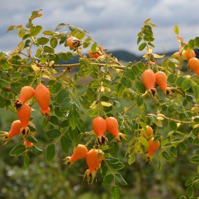 Rosa moyesii