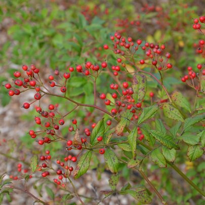Rosa multiflora