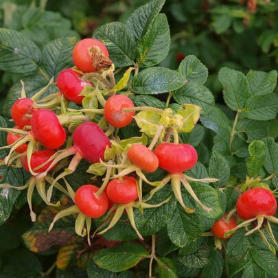 Rosa rugosa