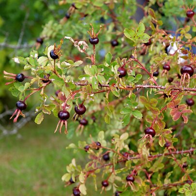 Rosa spinosissima (pimpinelifolia)