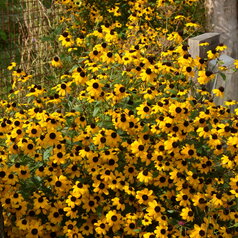 Rudbeckia triloba