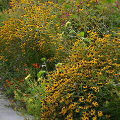 Rudbeckia triloba