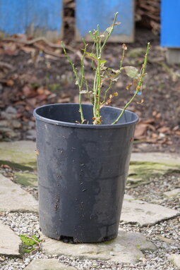 ruže vyžadujú slnečné stanovište
