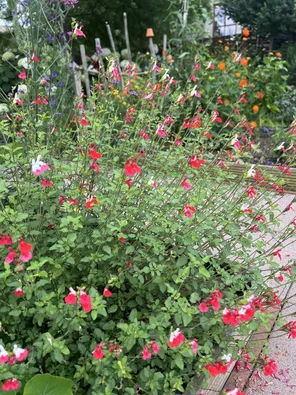 Salvia Hot Lips